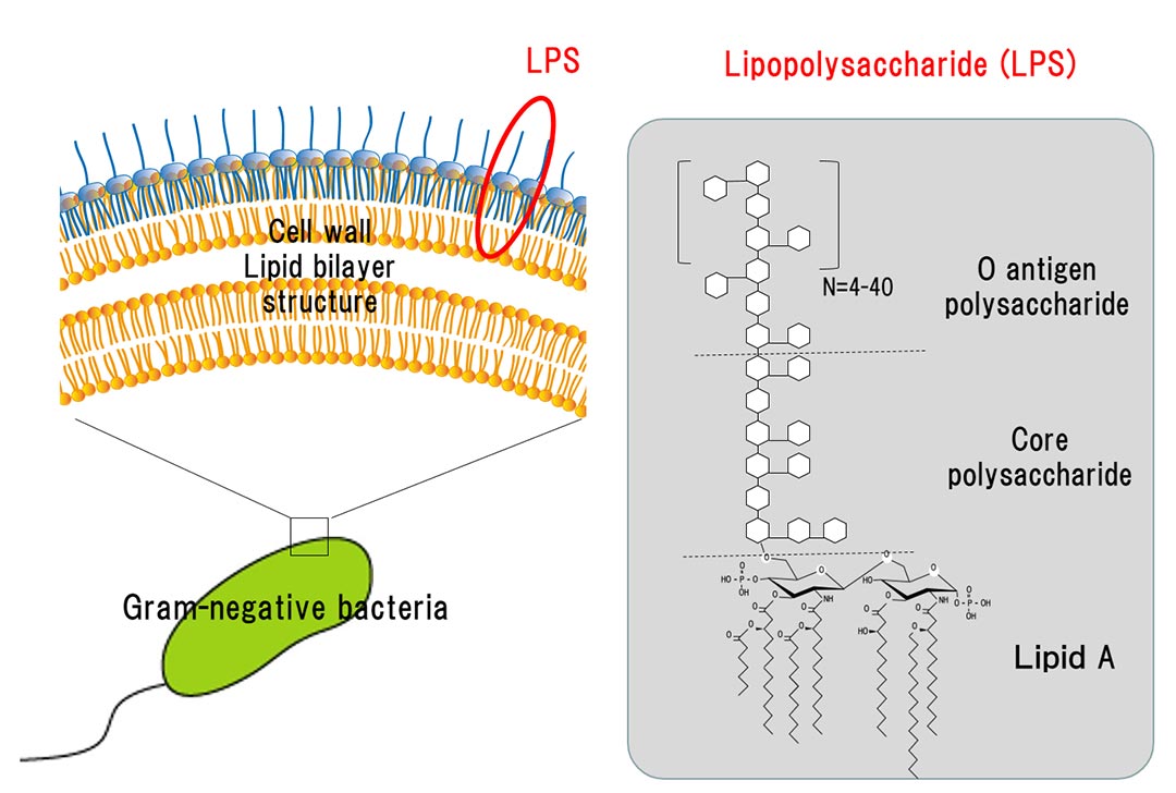 Bule syg eksplicit Structure and Function of LPS / What's LPS / Macrophi Inc. | LPS material |  innate immunity | R&D