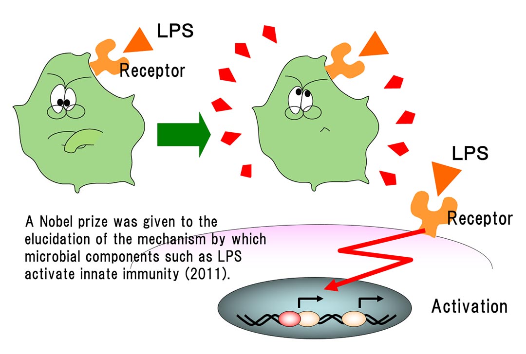 Structure and Function of LPS / What's LPS / Macrophi Inc. | LPS material | immunity | R&D