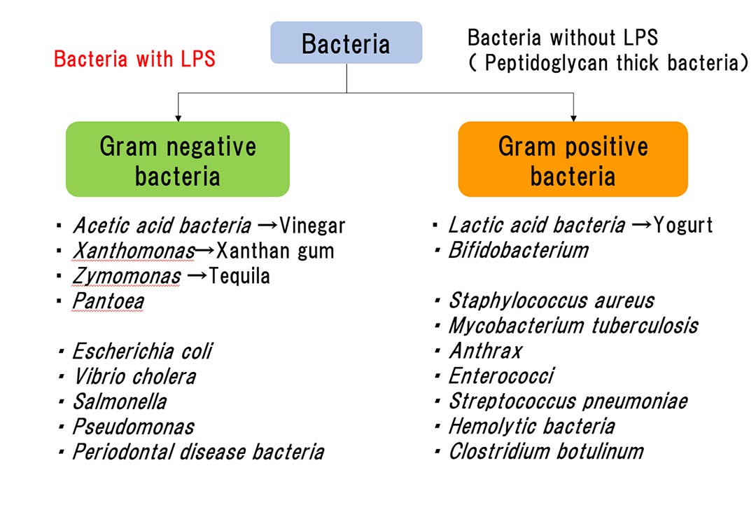 Classification Of Bacteria Chart