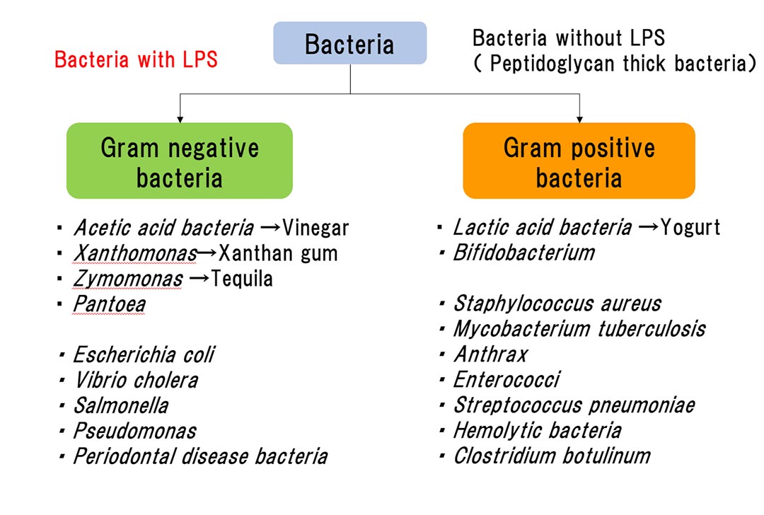 Classification of bacteria