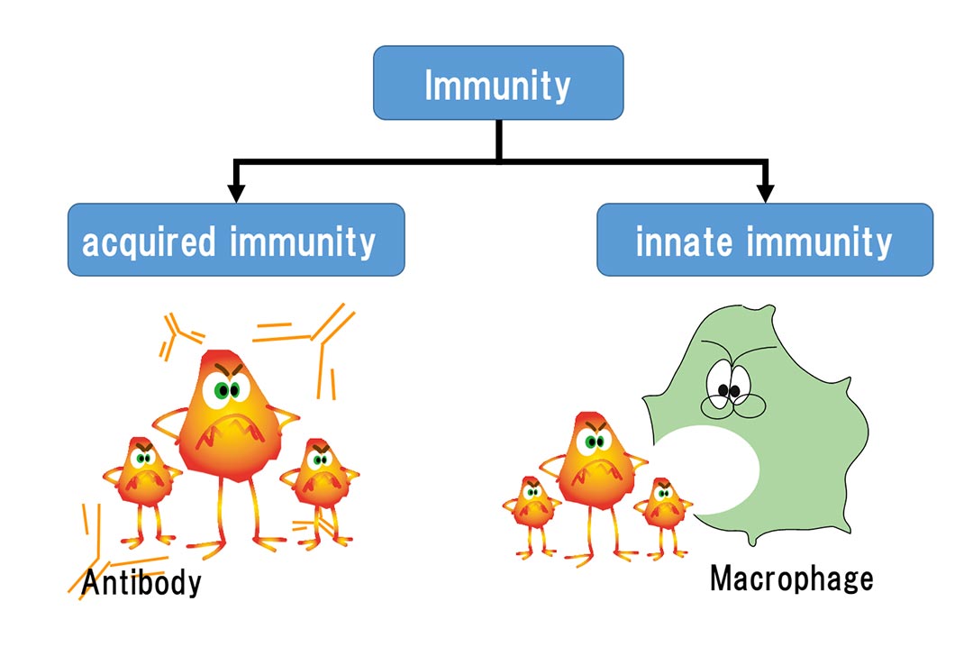 presentation of innate immune system