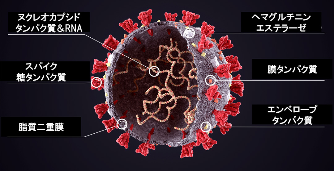 エンベロープ コロナ レンチウイルスCoV