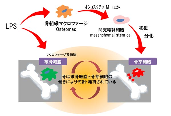 芽 骨 細胞 骨 細胞 破