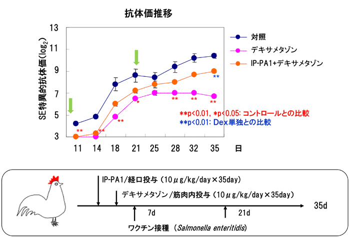 図1：ストレスによる抗体産生能低下の回避