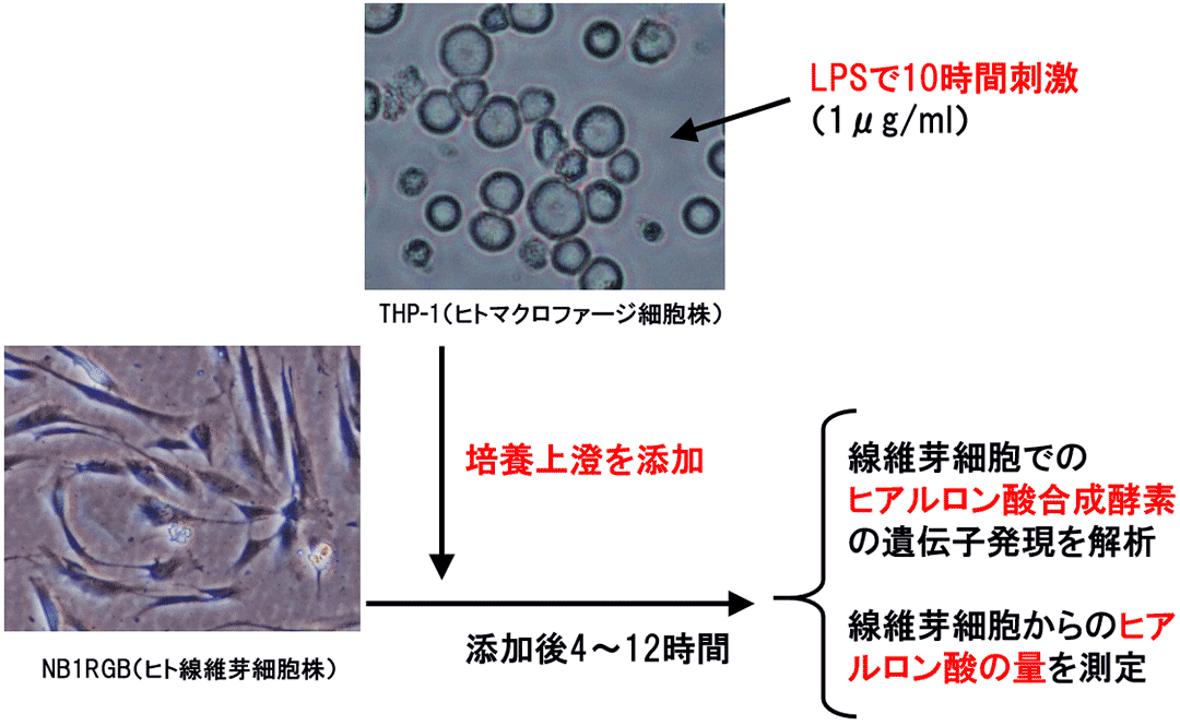 LPSで刺激したマクロファージから分泌される因子が線維芽細胞の増殖・ヒアルロン酸合成を高める