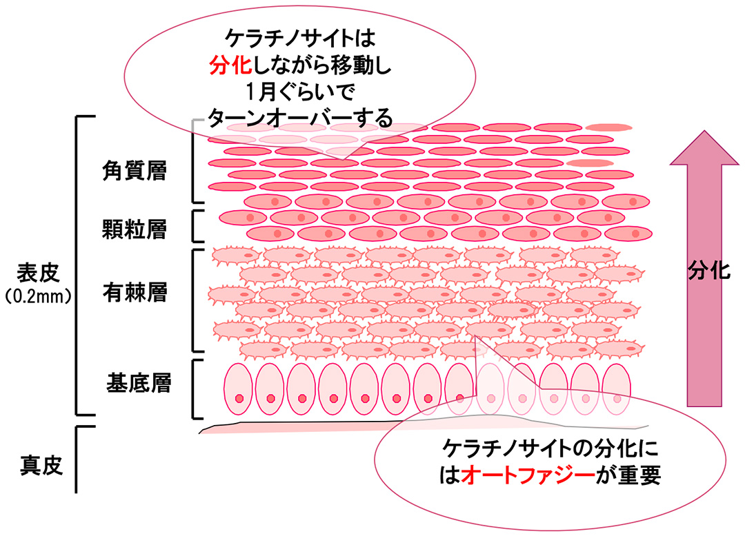 オートファジーはターンオーバーに必須