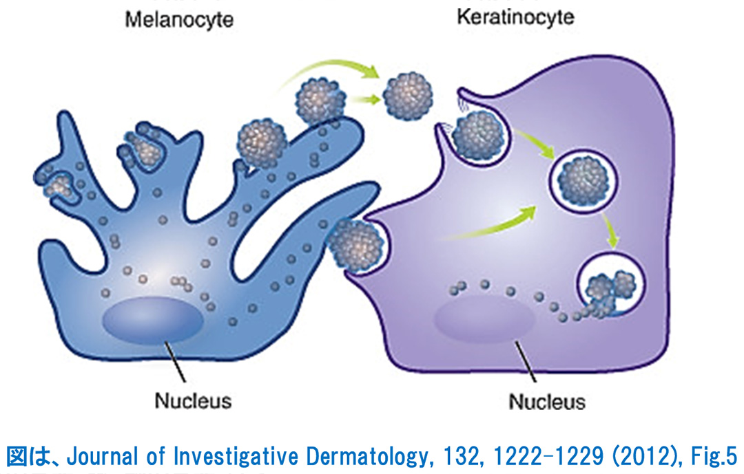 メラノサイトからケラチノサイトへのメラノソームの受け渡し