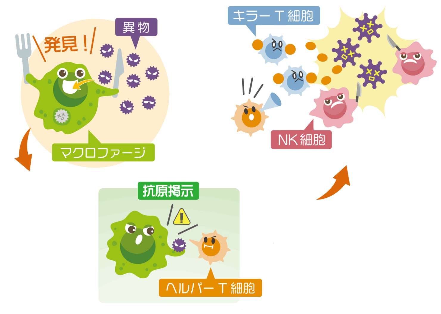 免疫細胞が働く仕組み