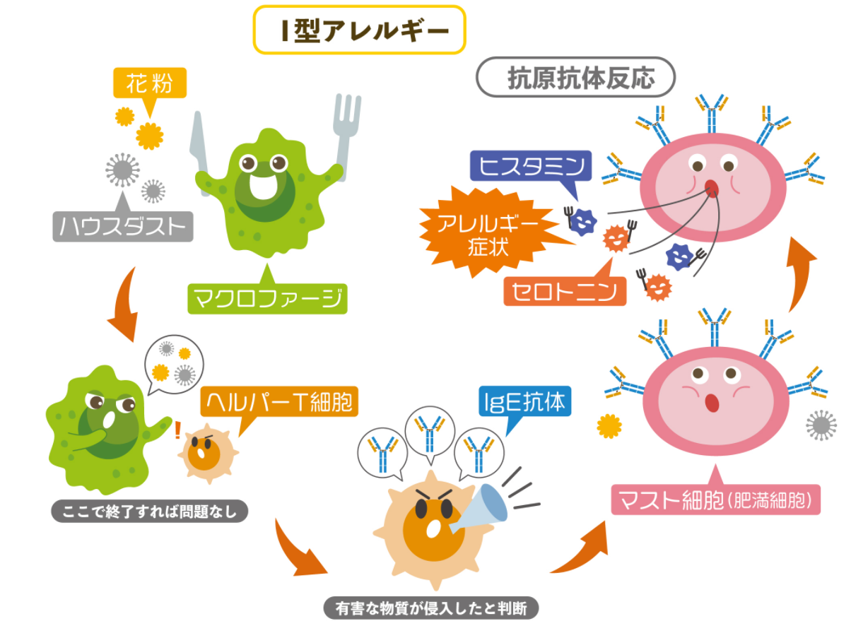 免疫 について 誤っ て いる の は どれ か