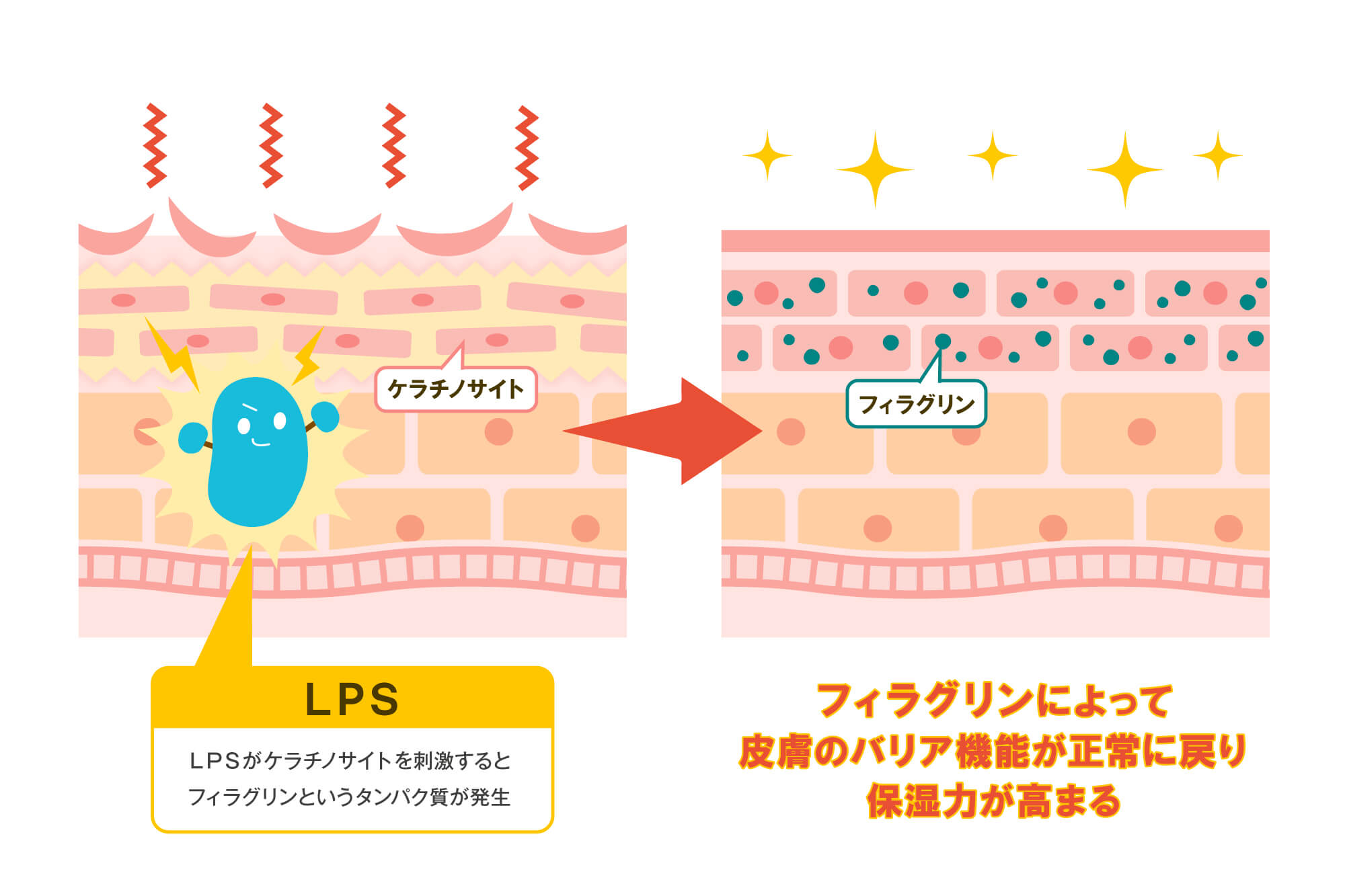 LPSの働き