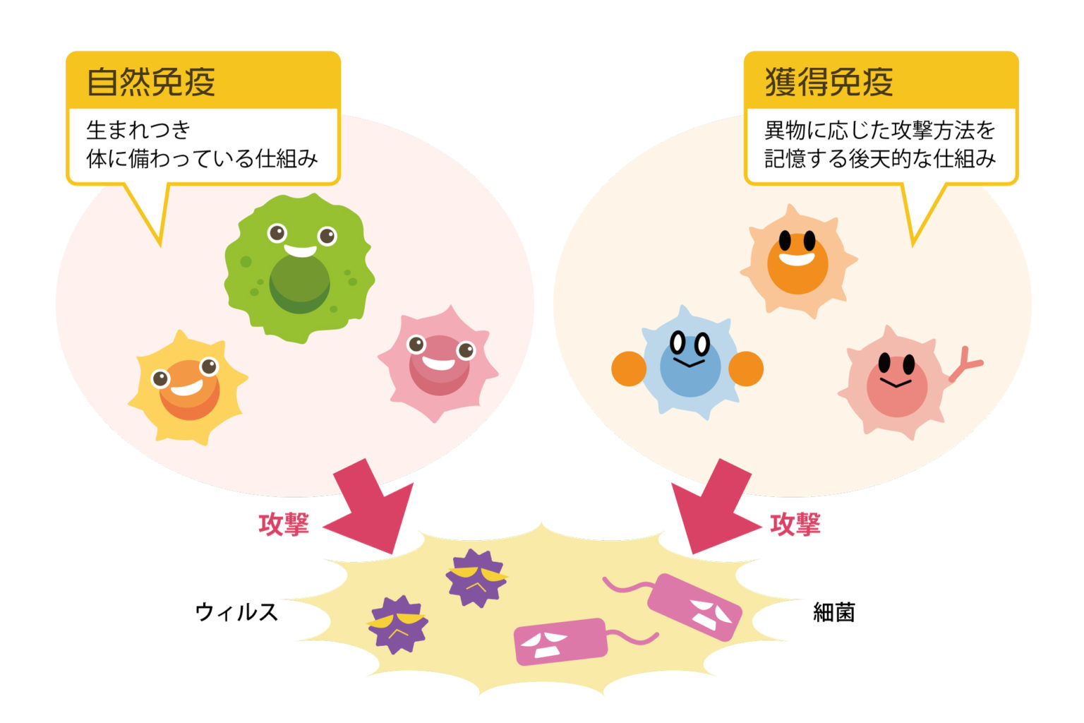 感染 防御 に 有用 でない の は どれ か