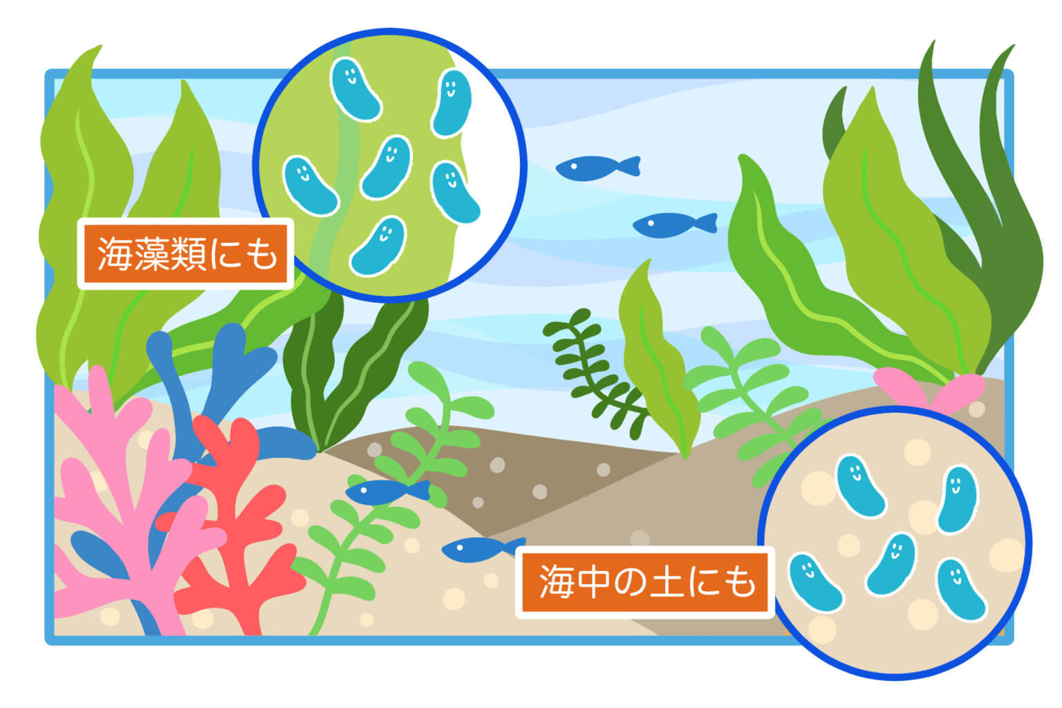 海藻