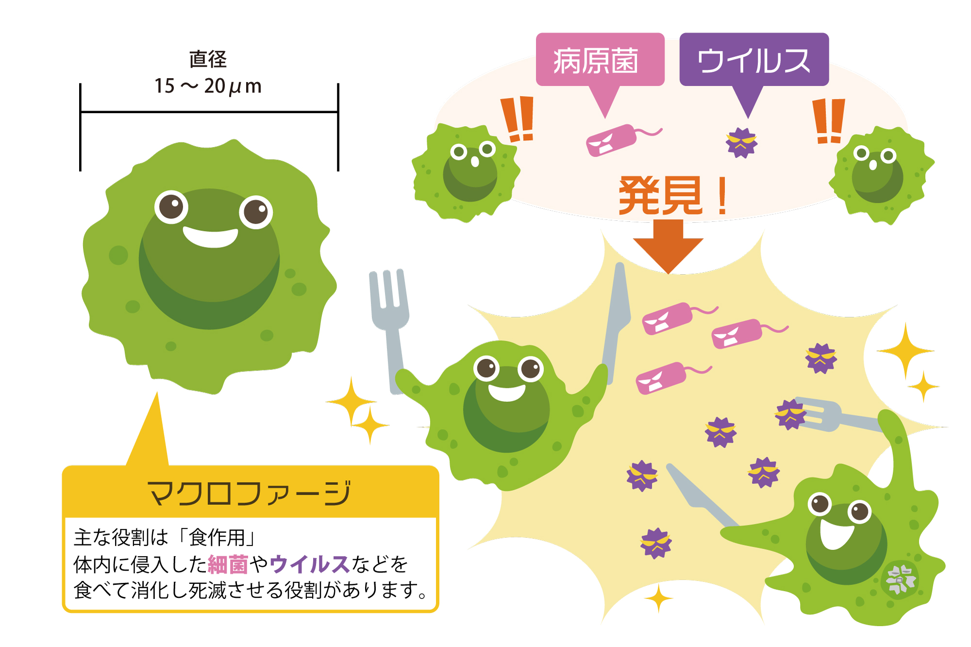 体内に侵入した細菌やウイルスを食べて死滅させるマクロファージ