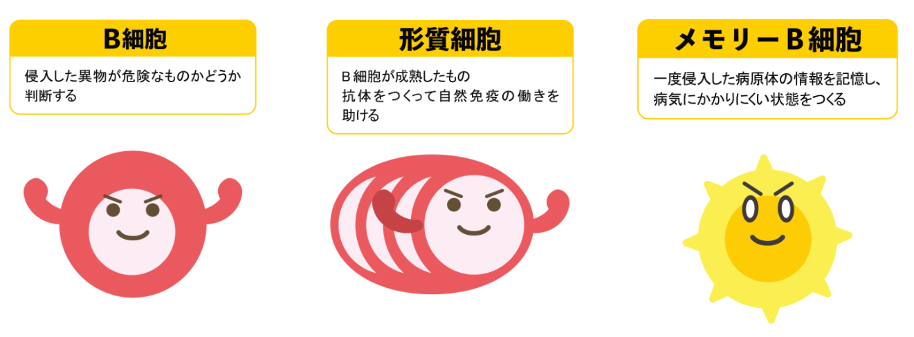 獲得免疫のひとつ B細胞 とは 役割や働き方を解説 やさしいlps