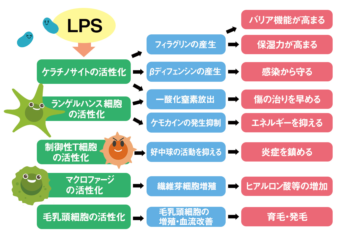 LPSが肌免疫に働きかけることによる効果、LPSが肌に与える作用、バリア機能、保湿力、ヒアルロン酸等の増加、創傷治癒、育毛・発毛