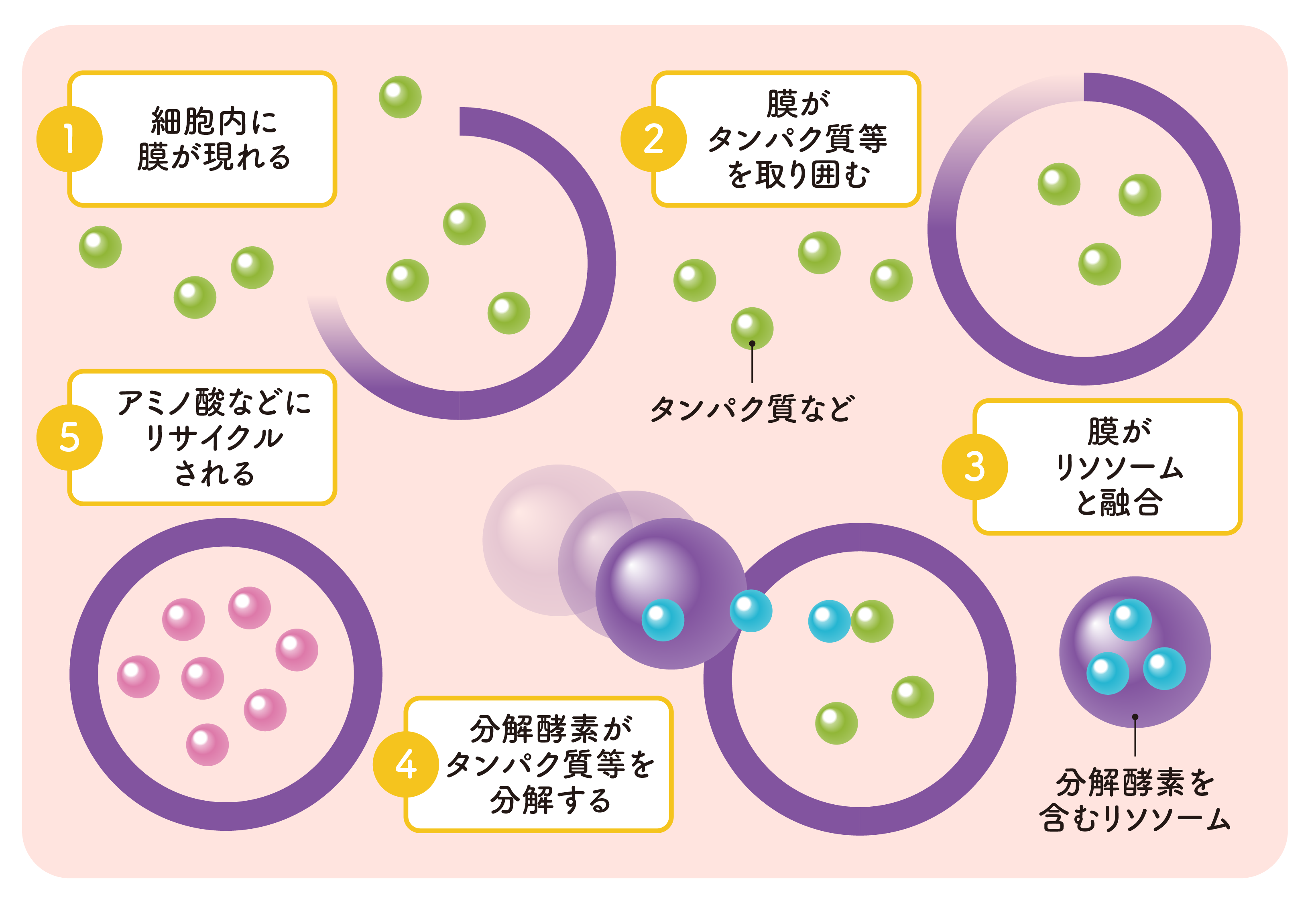 促進 ターン オーバー 肌のターンオーバー遅い場合＜＜周期を促進させる方法＞＞