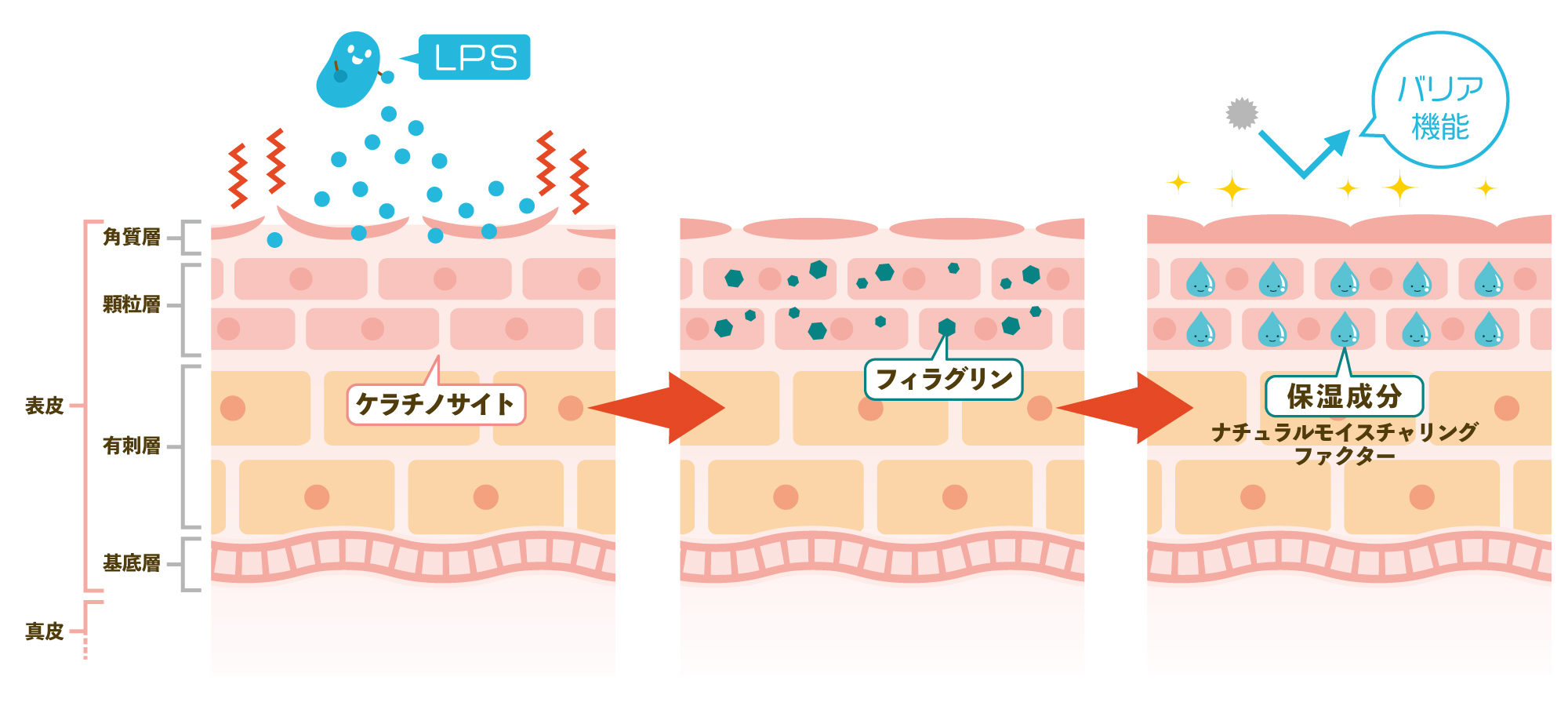 バリア機能を高める、ケラチノサイトの活性化、フィラグリン、ナチュラルモイスチャリングファクター、保湿成分、LPSの作用