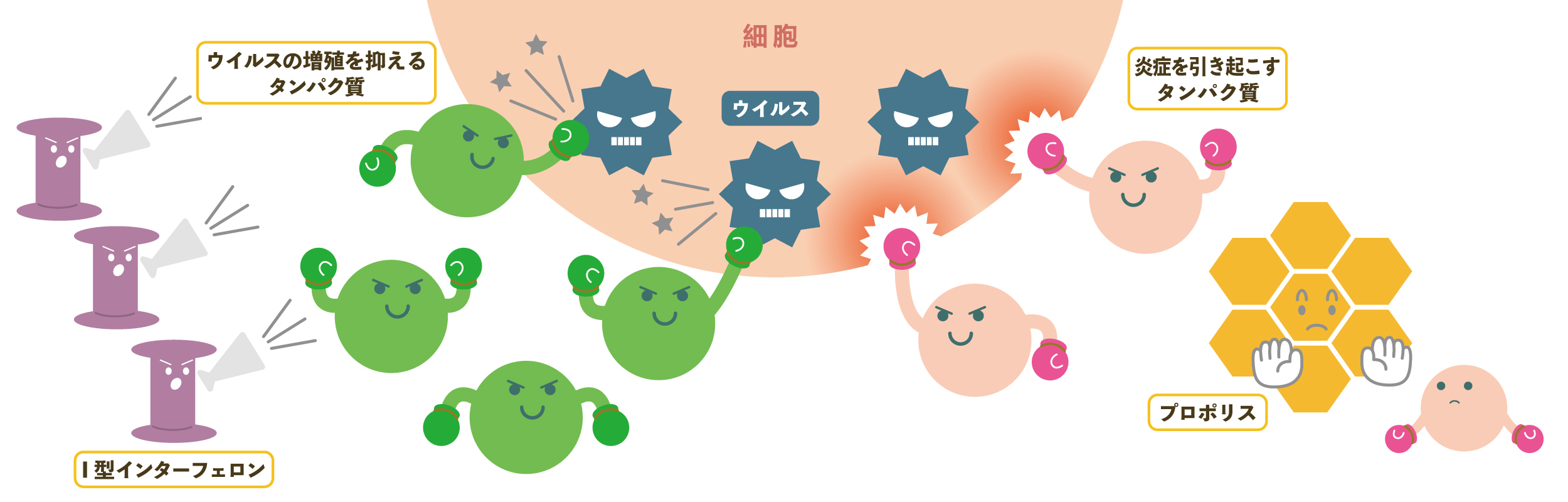 プロポリスで免疫力アップ プロポリスの嬉しい健康効果とは やさしいlps