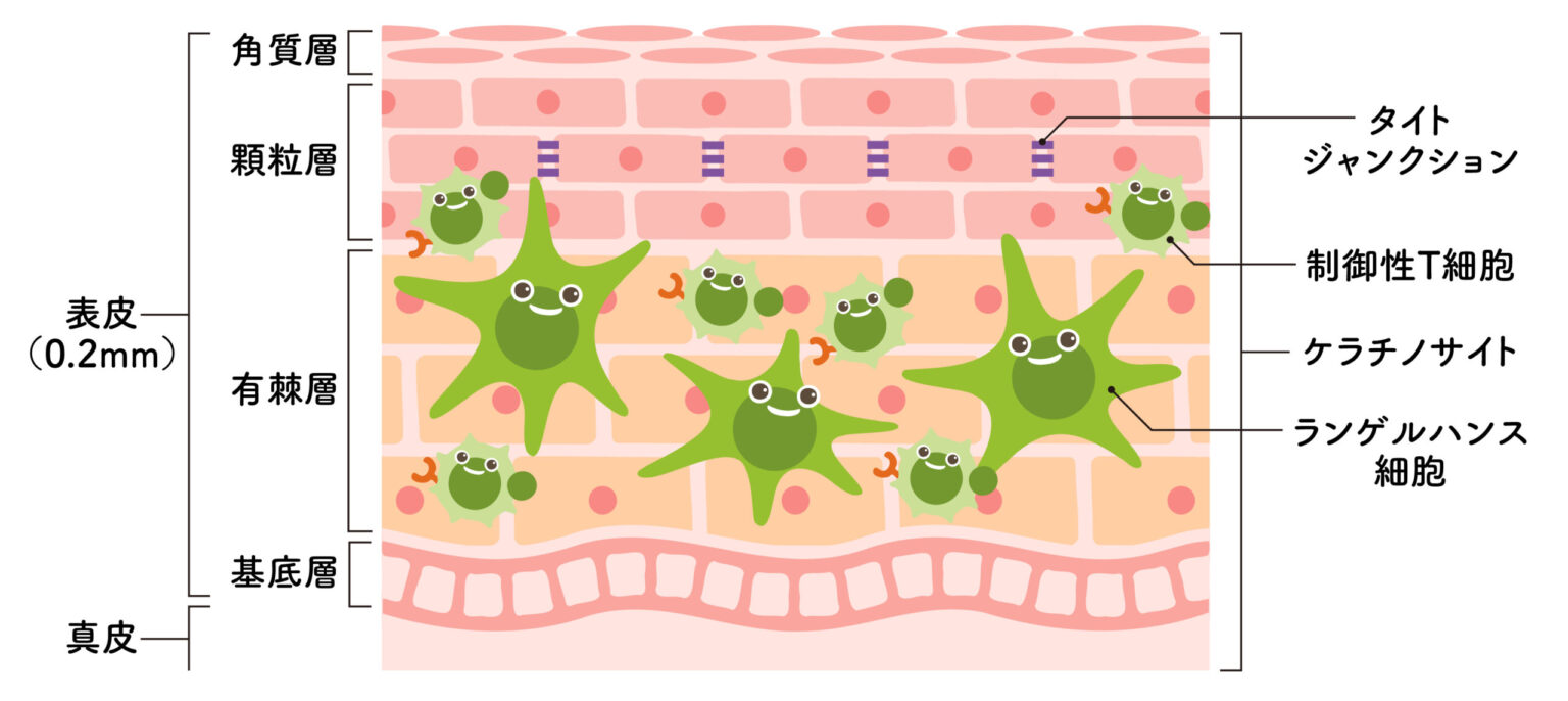 肌免疫の画像1027B やさしいLPS