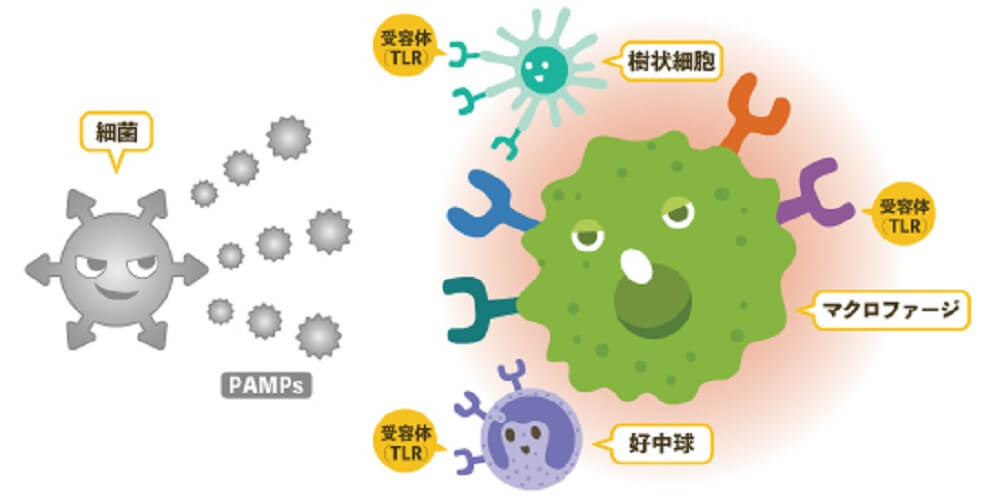 感染症に罹っている時の自然免疫反応