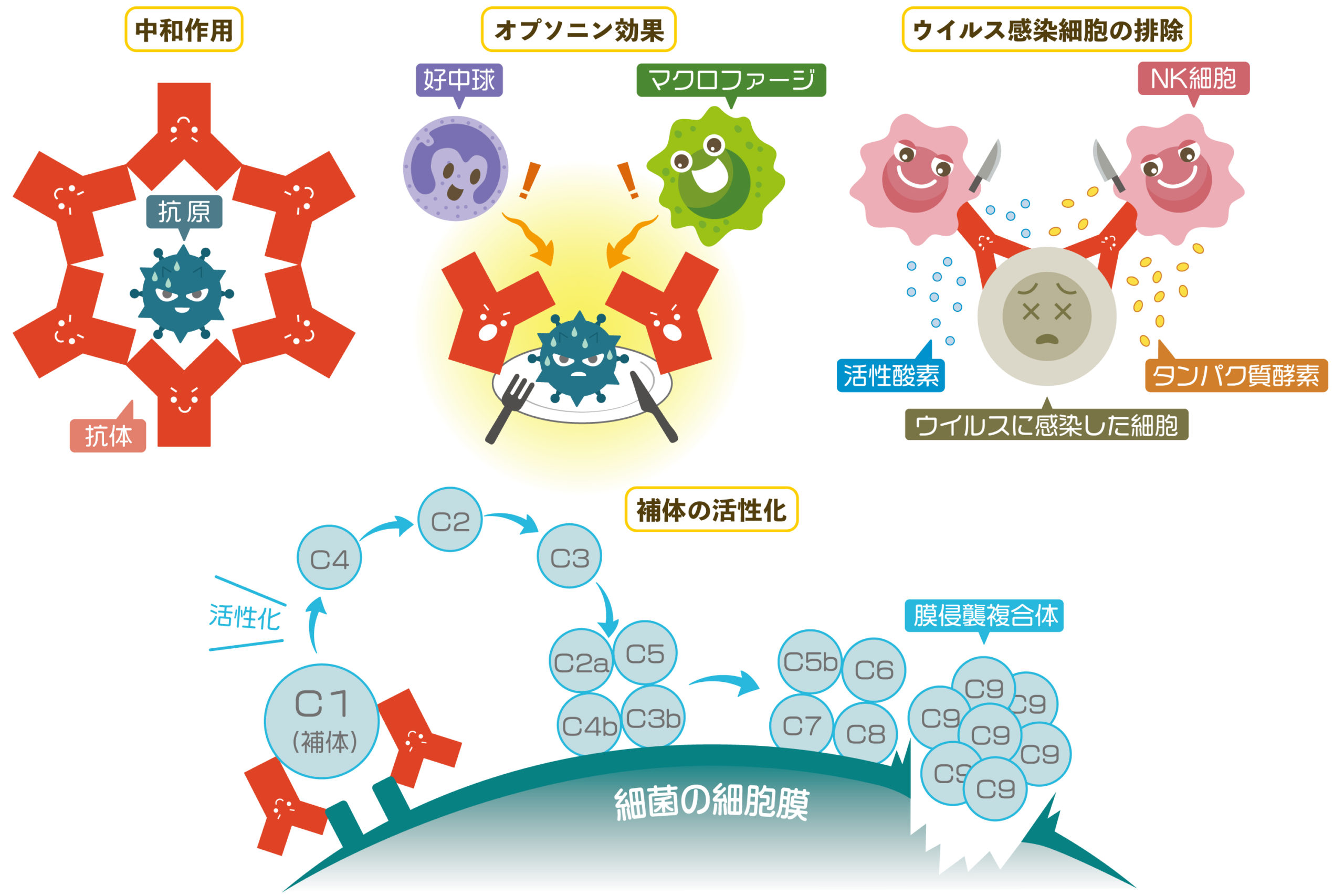 免疫において重要な「抗体」とは？仕組みや役割を徹底解説！