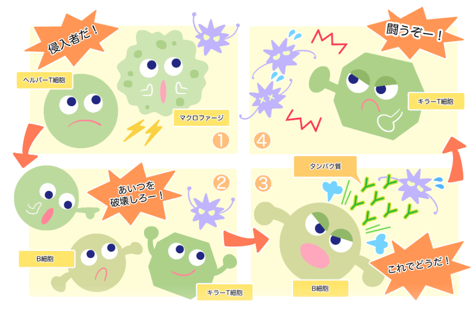 免疫反応の仕組み