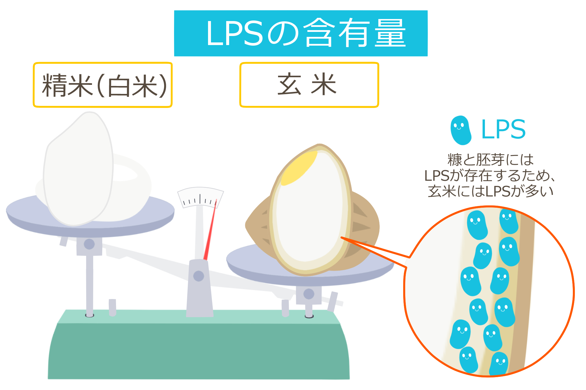 LPSの含有量、糠と胚芽にはLPSが存在、玄米にはLPSが多い