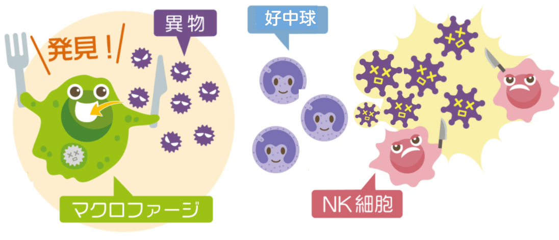 炎症反応の仕組み