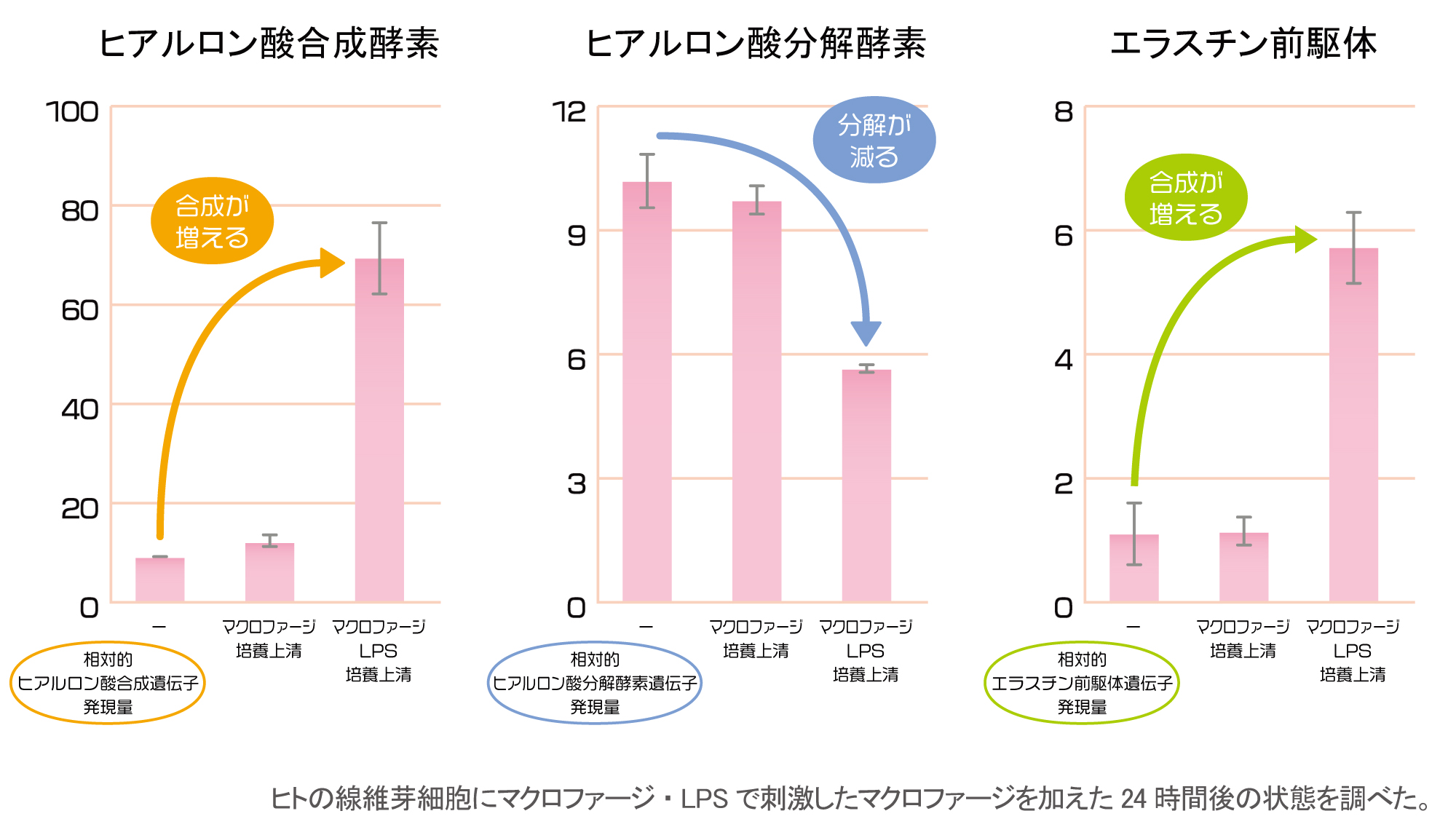 ヒアルロン酸の増加、エラスチンの増加、皮膚のハリや弾力、LPSで刺激したマクロファージの培養液を線維芽細胞に加えると線維芽細胞の増殖が促進