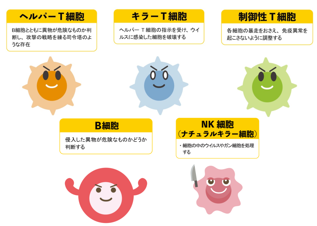 免疫力をつかさどるのは白血球 免疫細胞の働きや免疫力を高める方法もご紹介 やさしいlps