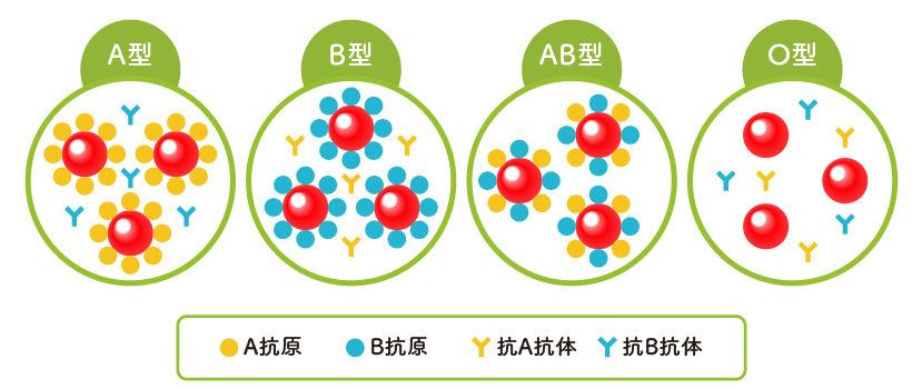 血液型と免疫力の関係