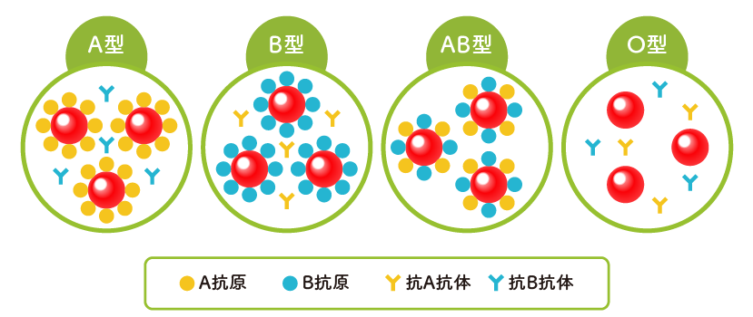 O 型 コロナ かかり にくい