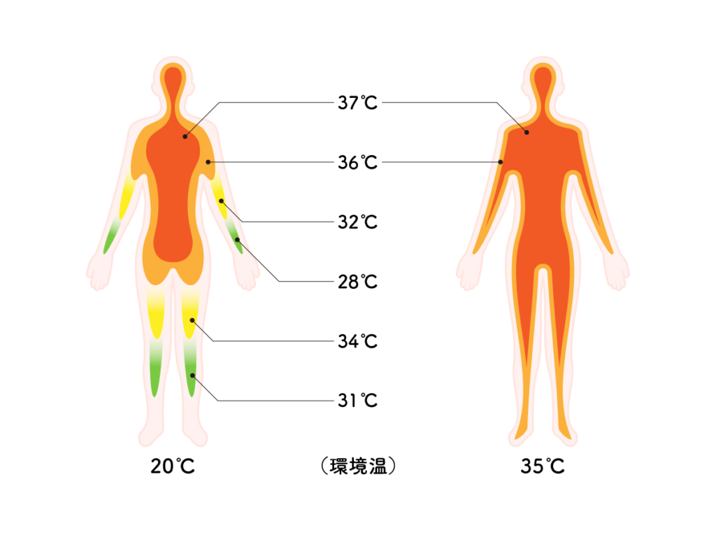 体内温度図