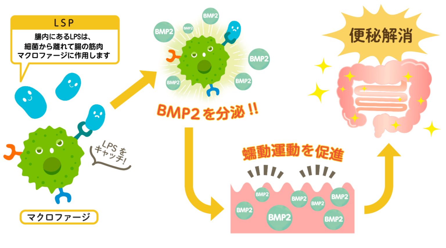 便秘の解消メカニズム