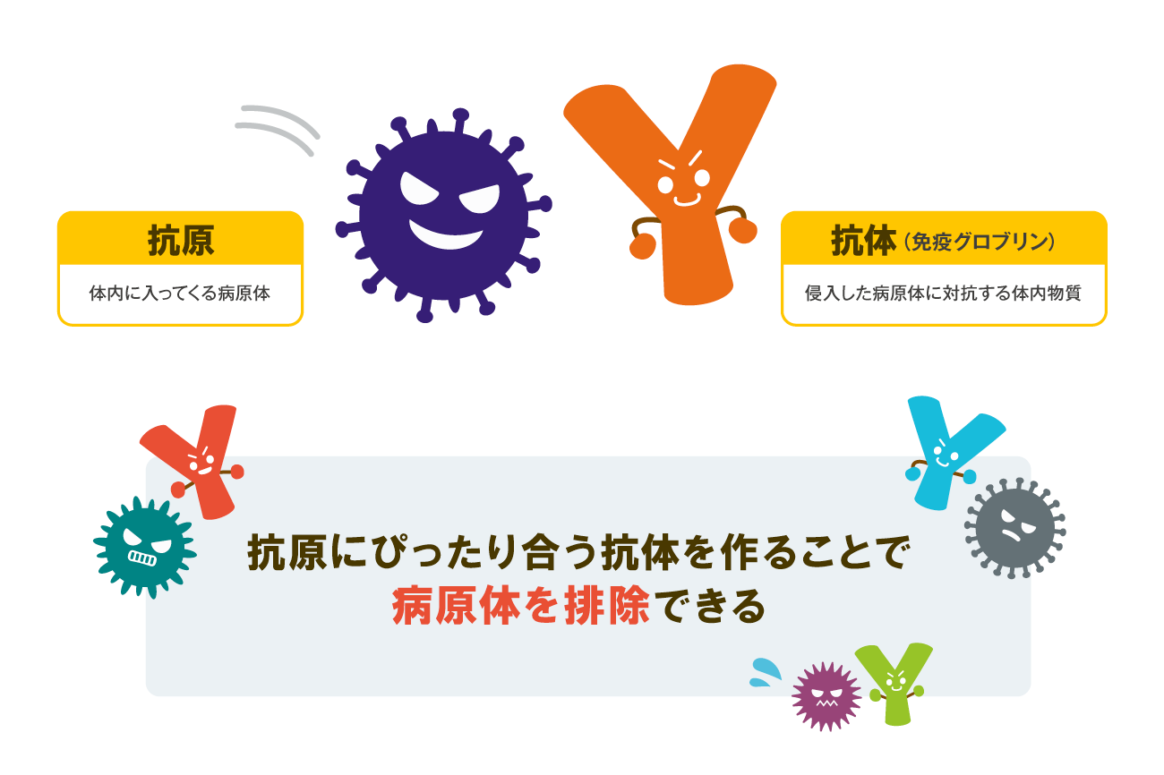 抗体ってなに 予防接種との関係について解説 やさしいlps 抗体ってなに 予防接種との関係について解説 やさしいlps