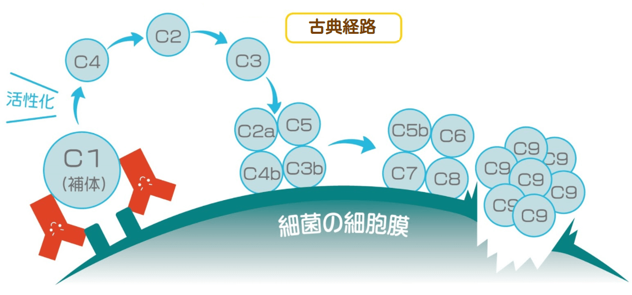 古典経路