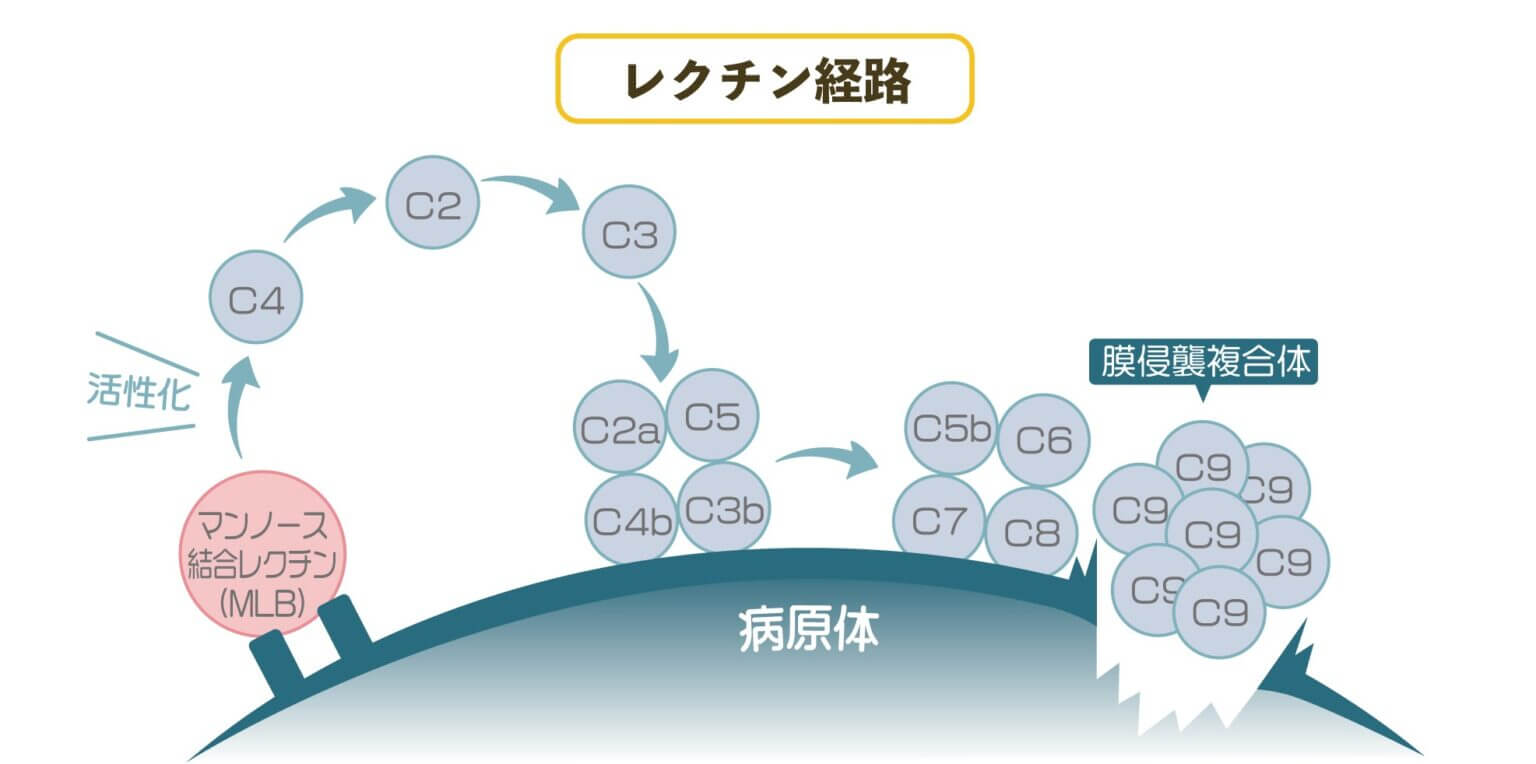 レクチン経路