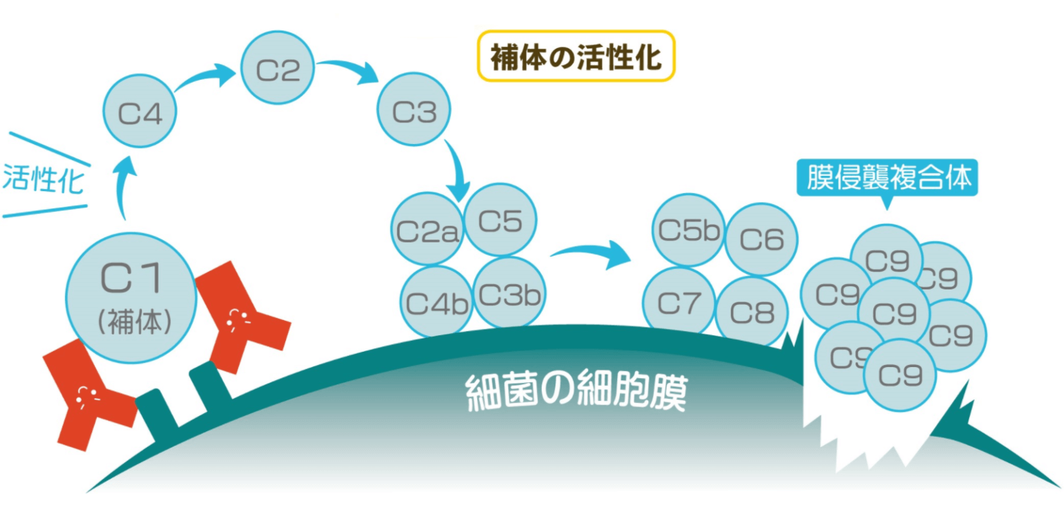 補体の活性化