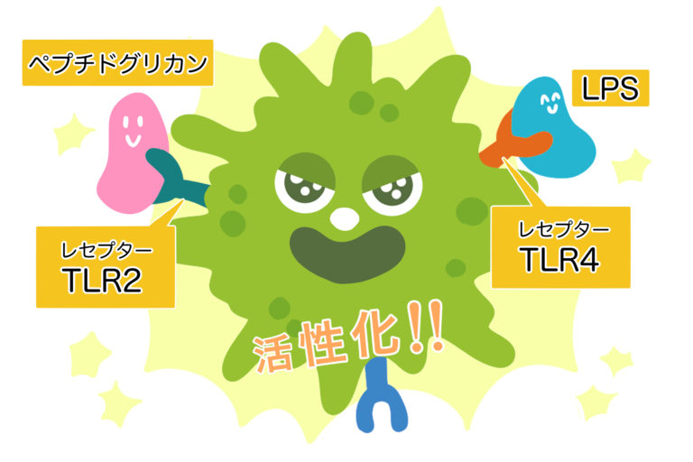 LPSは乳酸菌と一緒に摂ると良い？相乗効果を発揮するメカニズムとは やさしいLPS