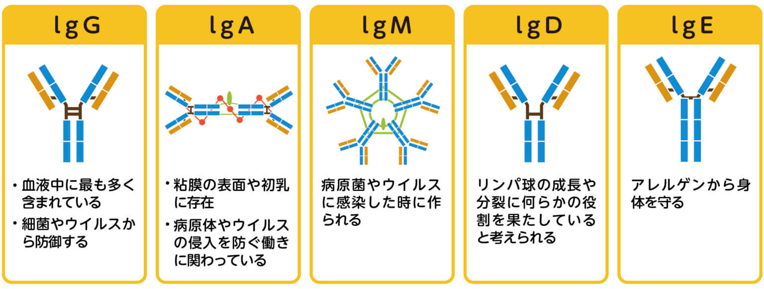 免疫グロブリンの種類