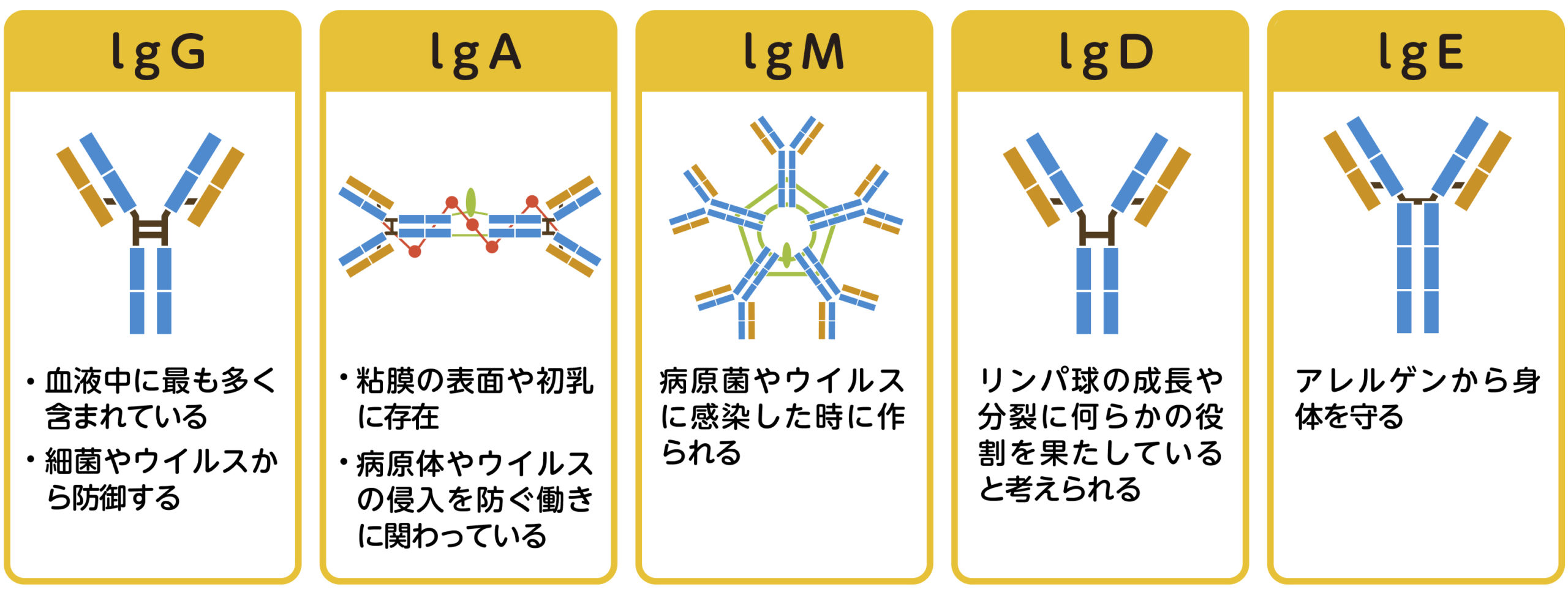 完 ミ 免疫