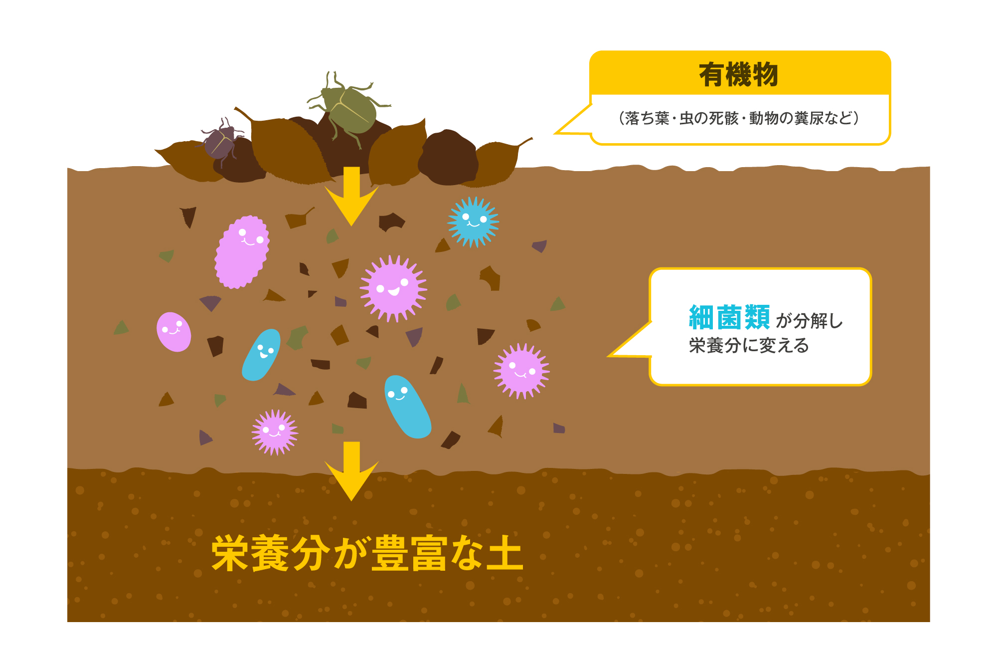 土壌、栄養分が豊富な土、有機物、細菌類が分解、細菌由来のLPS、野菜や穀物にLPSは含まれている