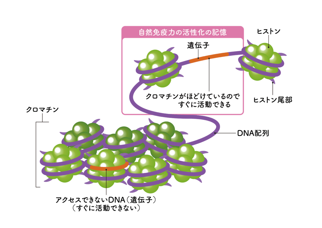 自然免疫力の活性化の仕組み