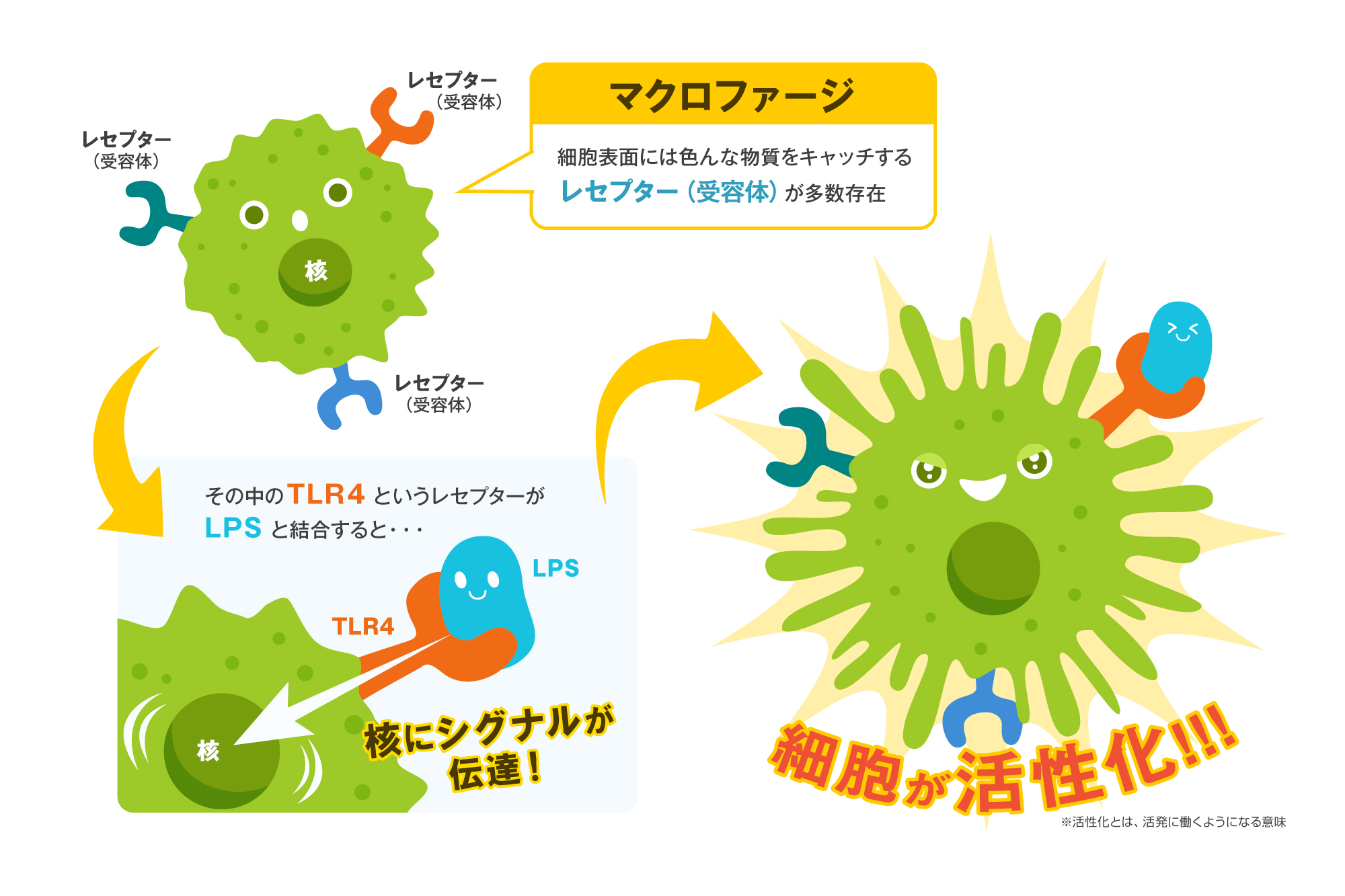 マクロファージ、レセプター、受容体、TLR、免疫細胞の活性化、LPS、免疫力を向上