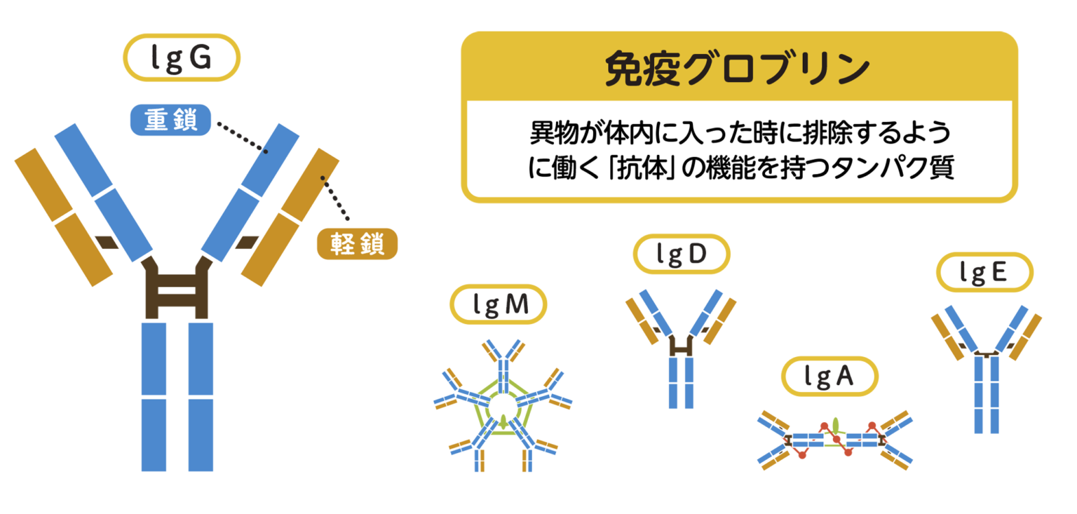 免疫グロブリンとは～体の中での働きと免疫グロブリン製剤について～