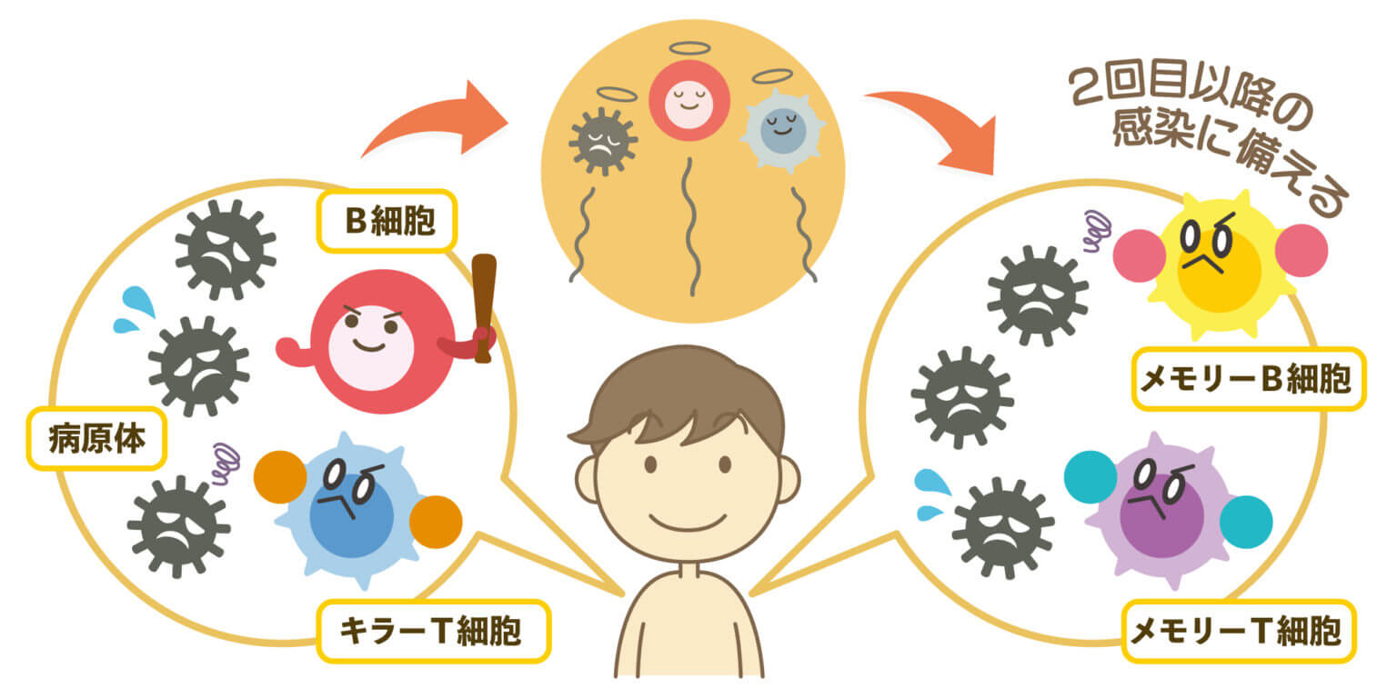 獲得免疫の記憶