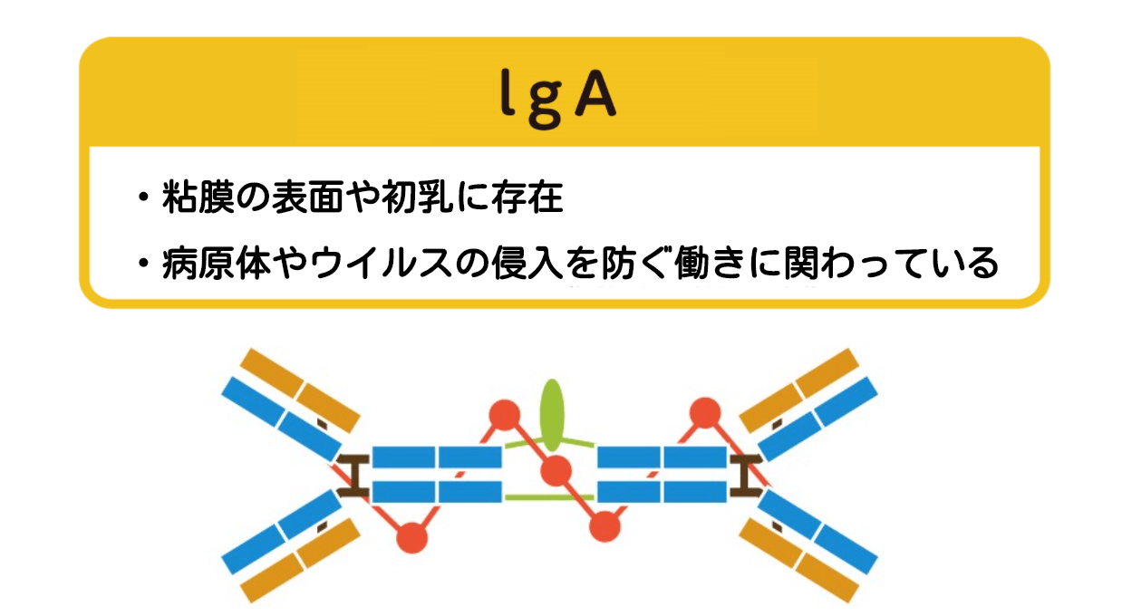 IgA