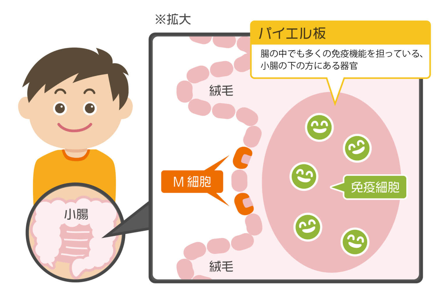 腸管でのIgAの働き方