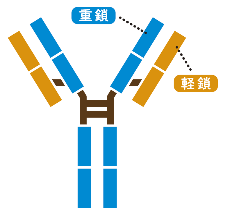 IgGの構造と働き