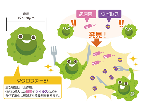 病原菌やウイルスを発見して食べるマクロファージ